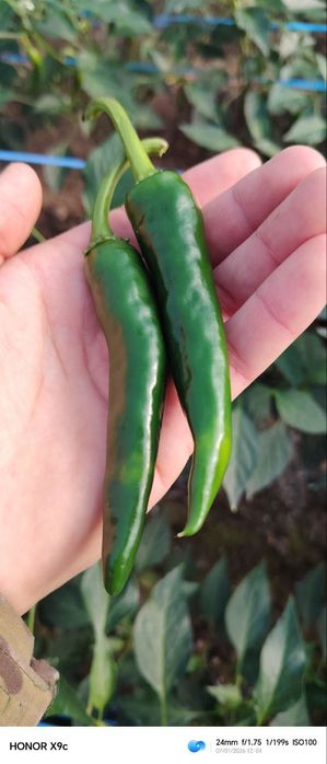 Аччик калампир парникдан