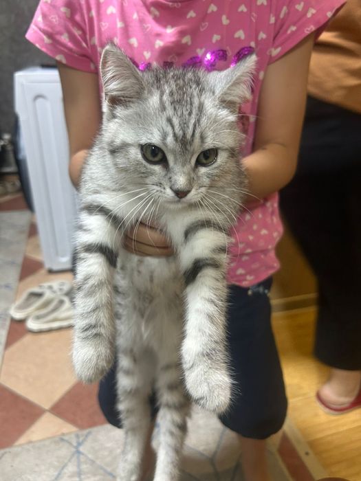 Отдам котенка скоттиш страйд