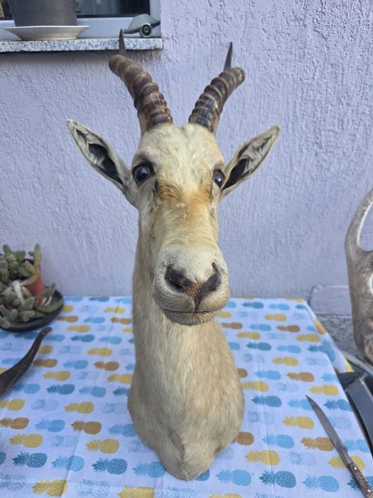 Obiect vechi de antichitate