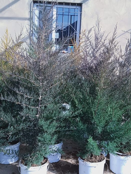 Ёлки. Можжевельник посадочный материал