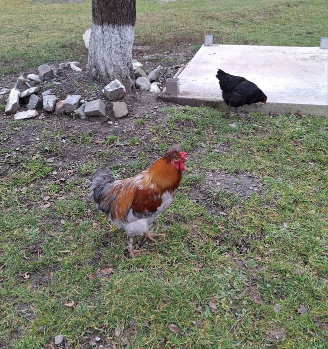 Vând cocosi diverse rase si culori