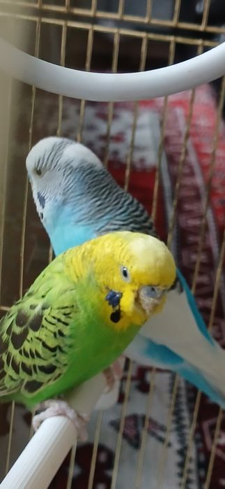 Продам папугаев волнистые с клеткой