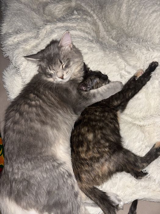 Срочно ищу дом для котика