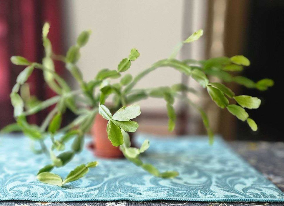 Декабрист цветущий.