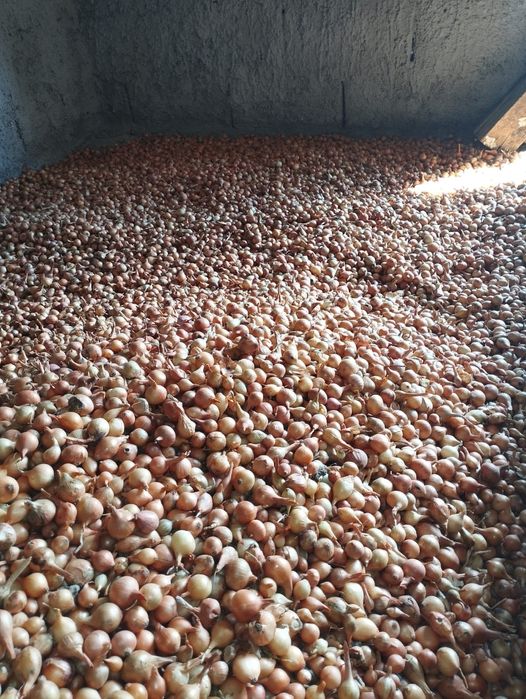 Vând arpagic românesc și stufat de arpagic