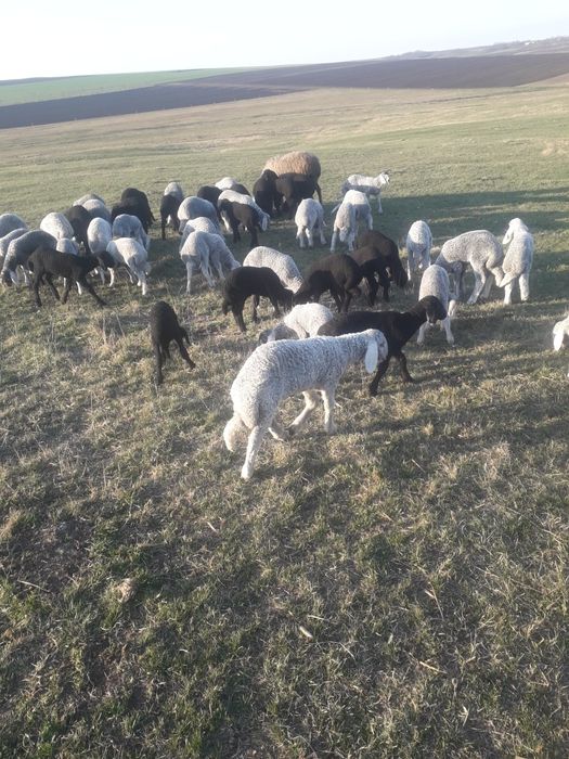 Vand oi karakul tinere
