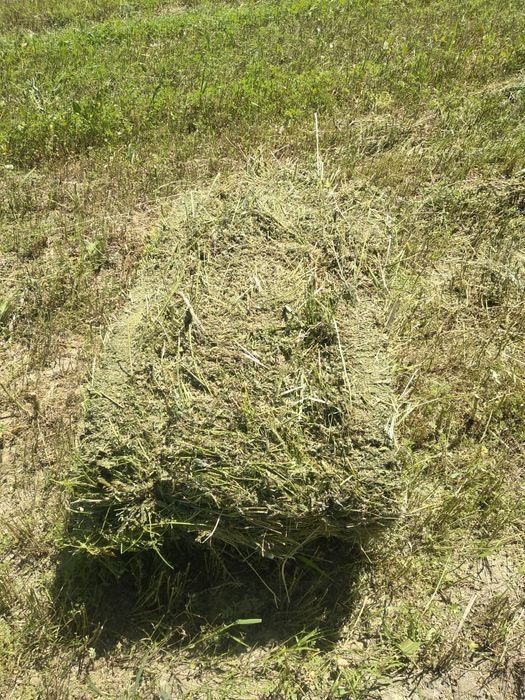 Сено клевер разнотравье