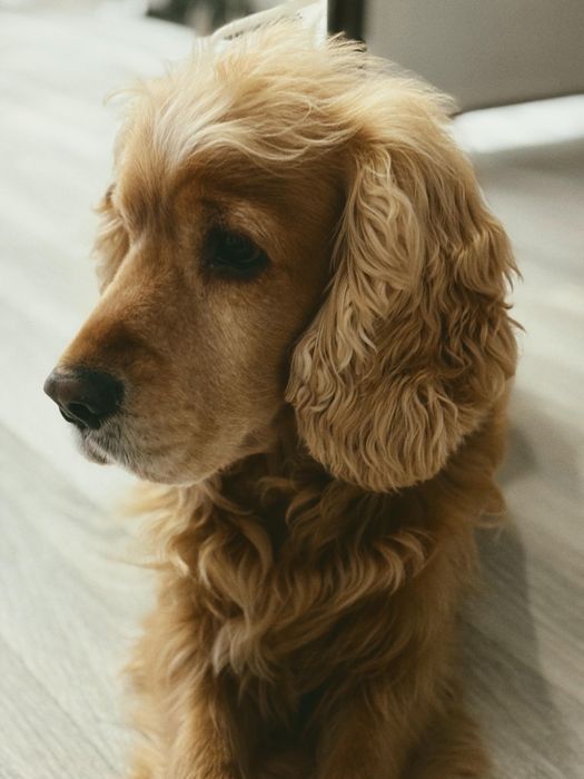 Ищем невесту для Английского кокера спаниеля