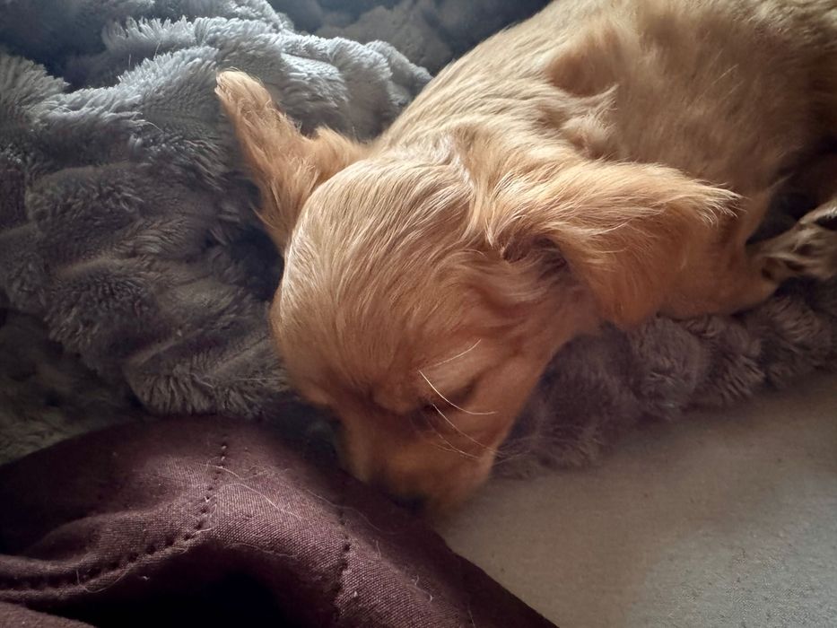 Чихуахуа гр.Силистра