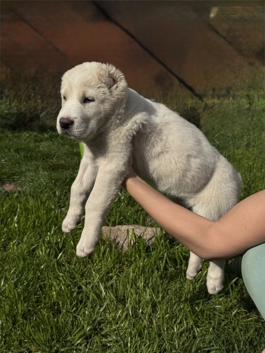 Щенки Алабая девочки