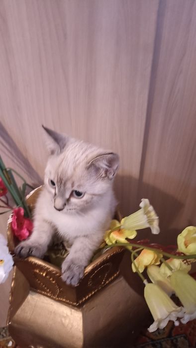 Отдадим котят в добрые руки