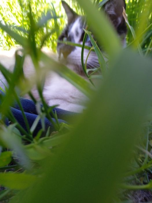 Мысык 2 жасар еркек