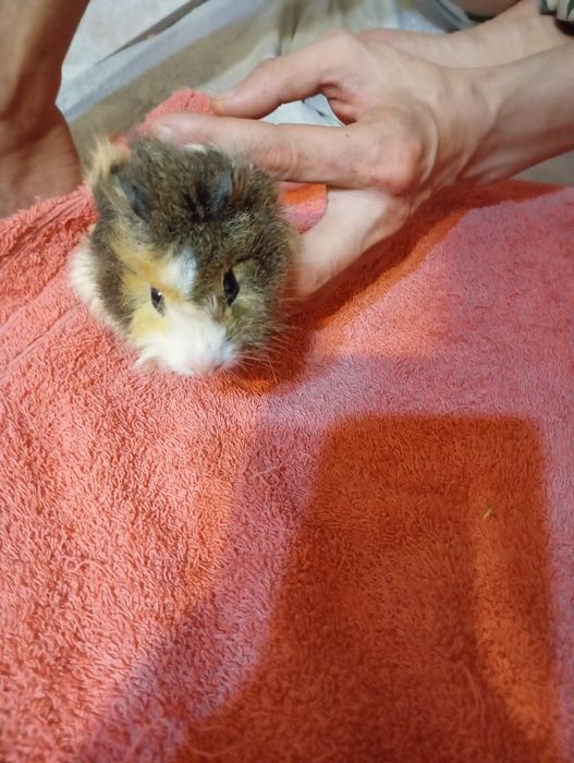 Морские свинки , в добрые руки,