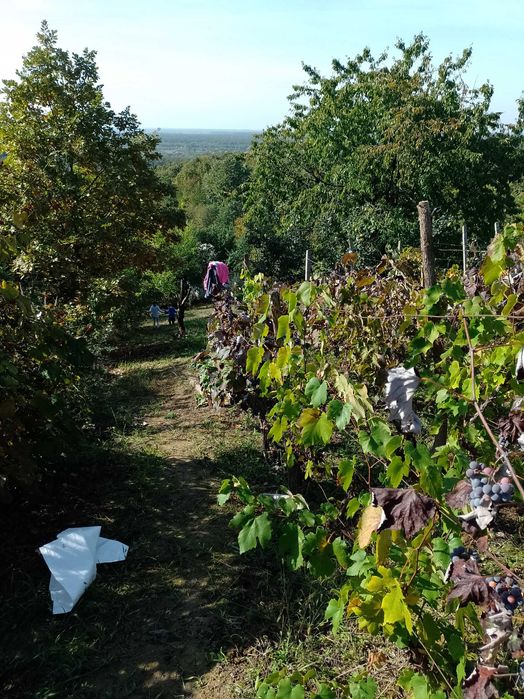 vita de vie si livada