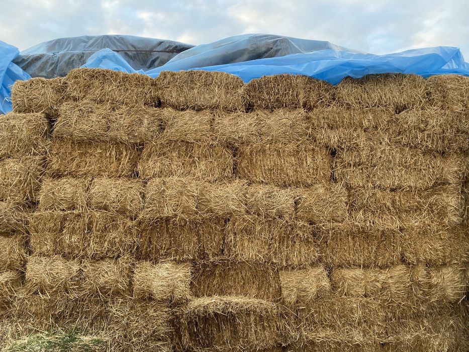 Жоңыршқа сабан шөп