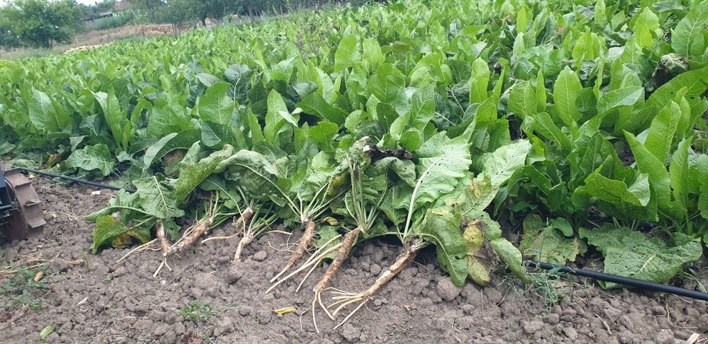 Vand hrean din  anul aceasta