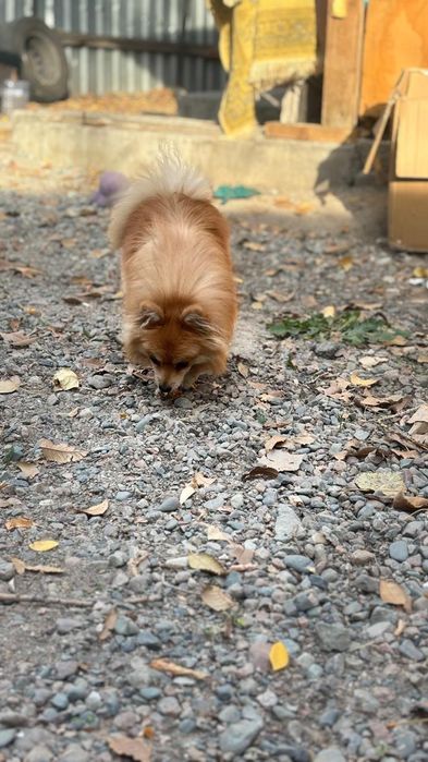 Пропала собака украли