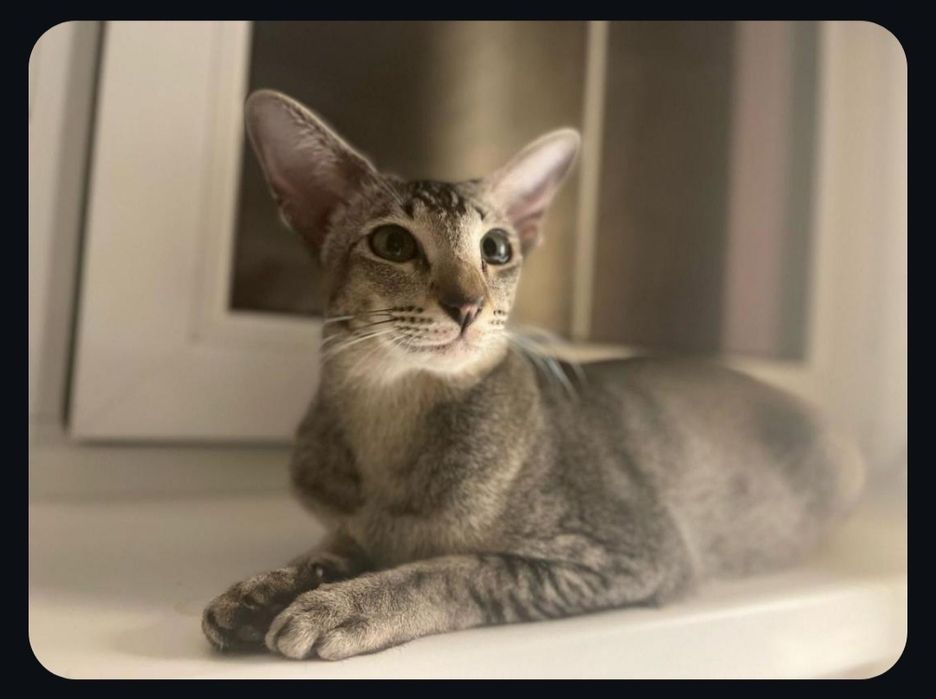 Вязка ориентальной кошки