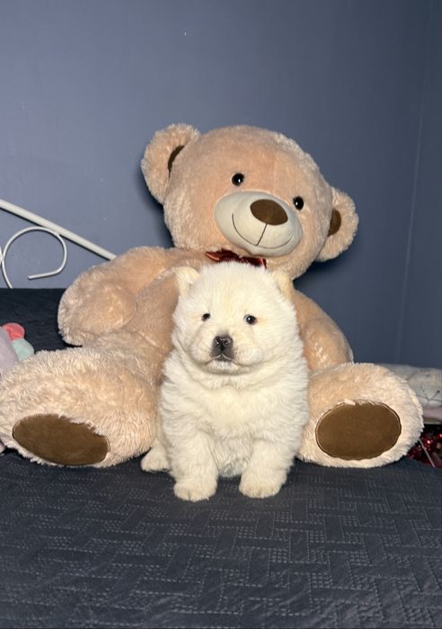 Chow chow fetiță adorabila