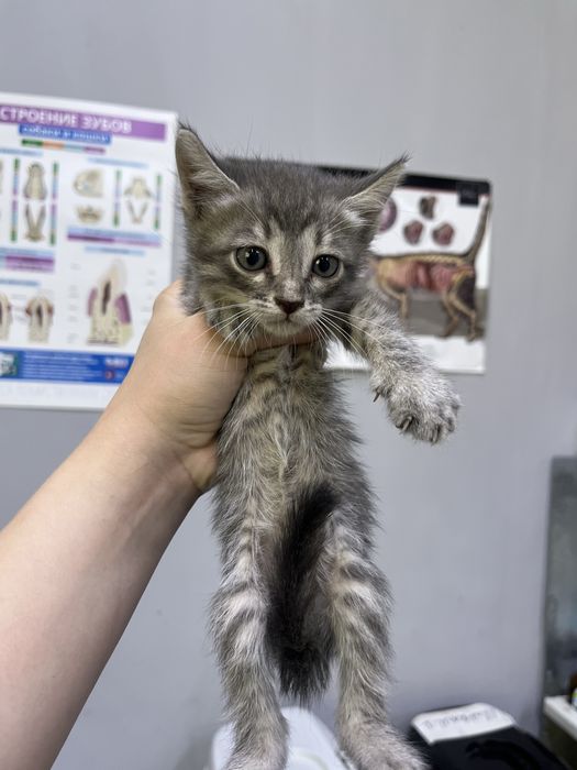 Котенок мальчик в добрые руки