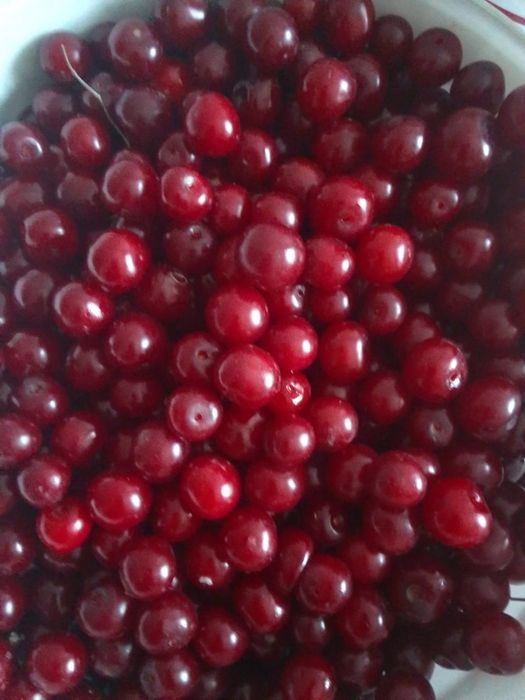 Продам вишню свежею