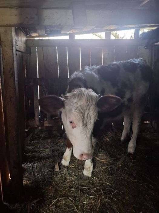 Vaca baltata romaneasca