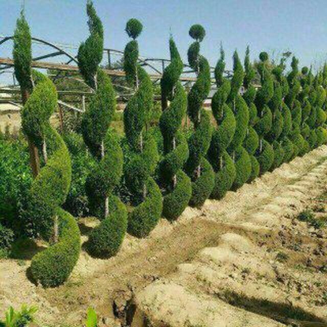 Gazon ekish tayor gazon bosish archa kesish va archa dorilash