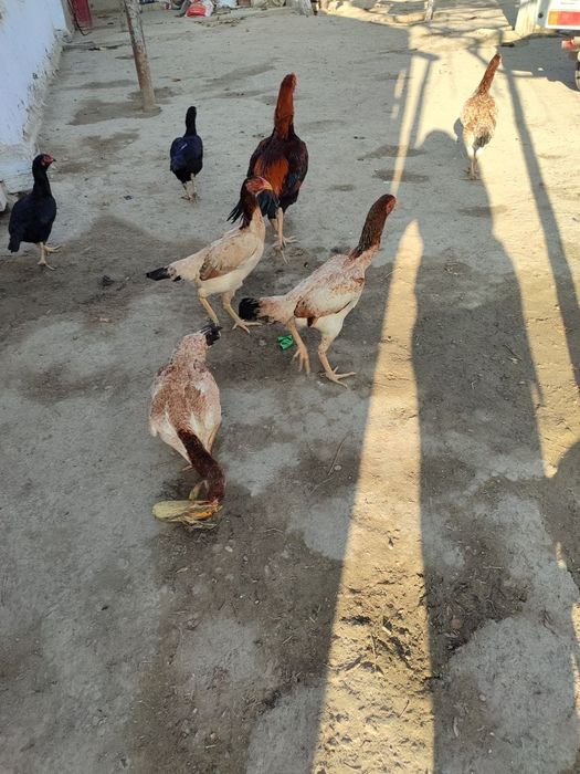 Zotli Kulangi Turk,Shamo,Koreys tuxumlari sotiladi