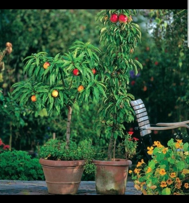 Pomi pitici gama SUPERB