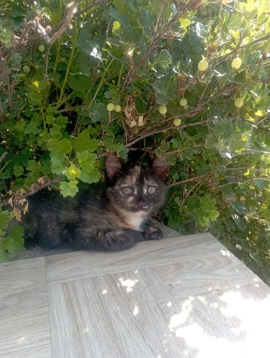 Отдам в хорошие руки кошечек