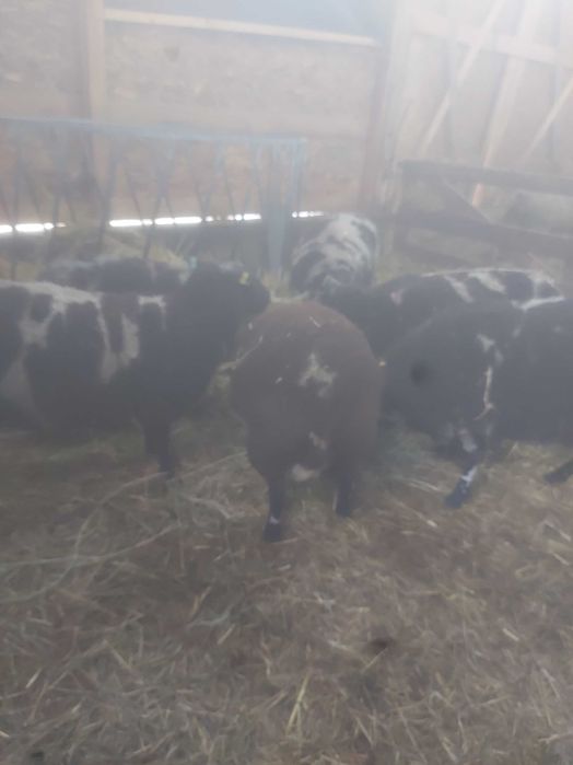 Oi gestante,mielute patat olandez