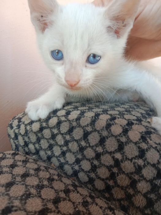 Отдам котят в хорошие руки!