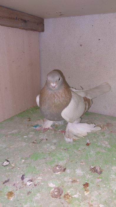 Голуби Тасман самка кептер