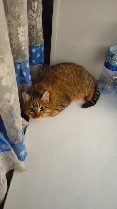 Котёнок, подросток дарим