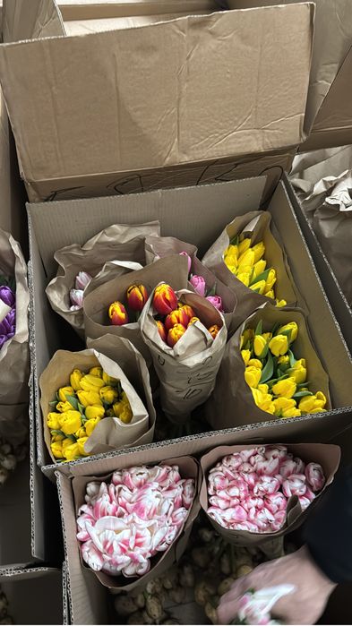 Тюльпаны 380тг от 100шт