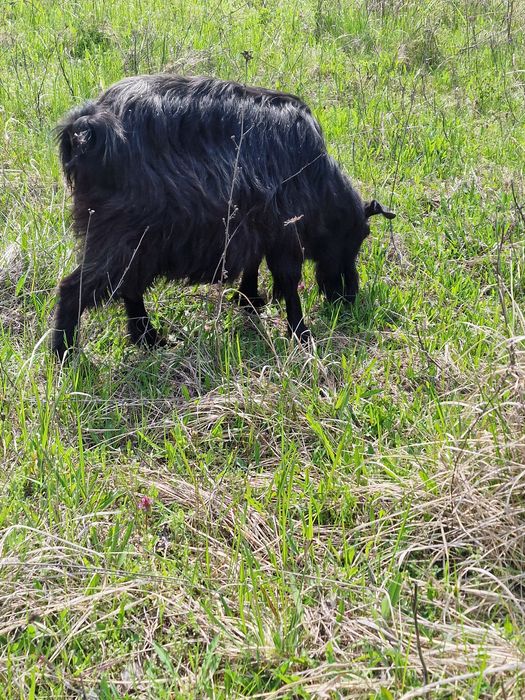 5 capre  schimba locatia