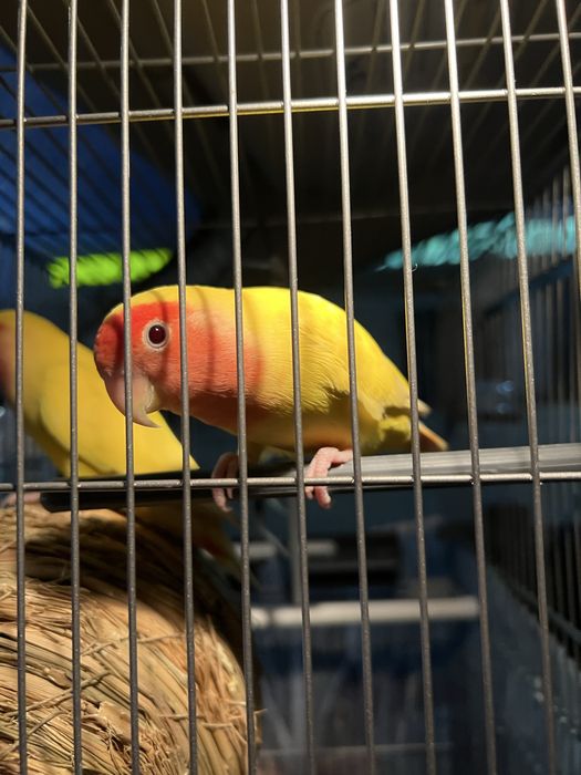 попугай неразлунчики