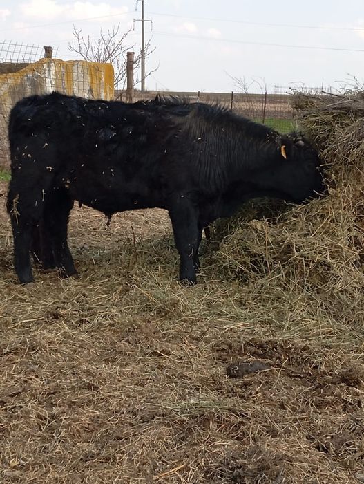 Vând   vaca  angus