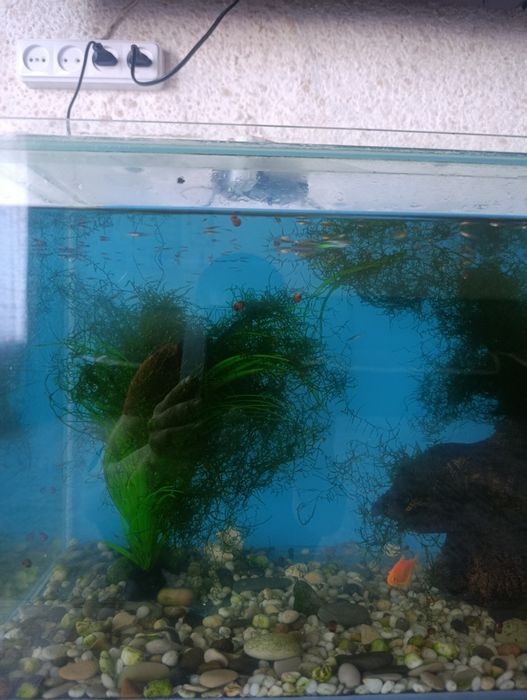 Продам аквариум с рыбками
