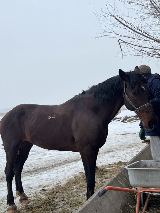 Ат,айғыр,лошадь,жылқы