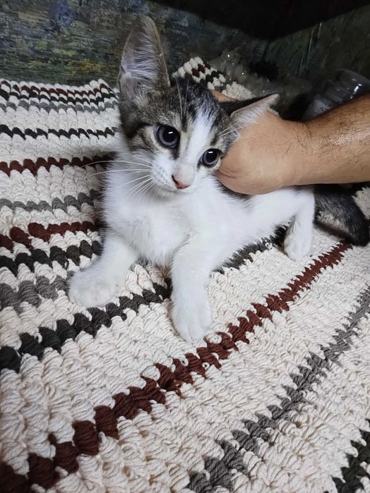 Pui pisica adoptie