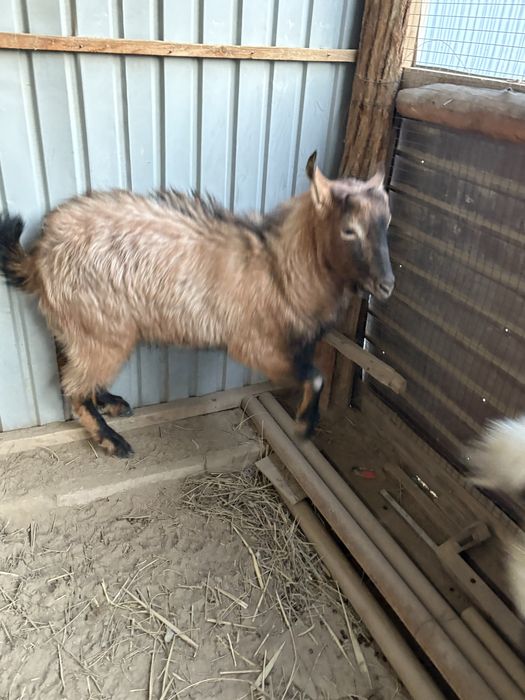 Козы Зааненская порода