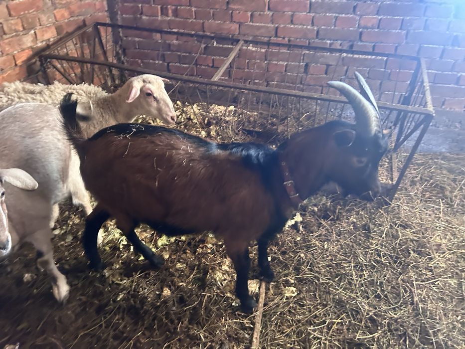 Пръч френски алпин