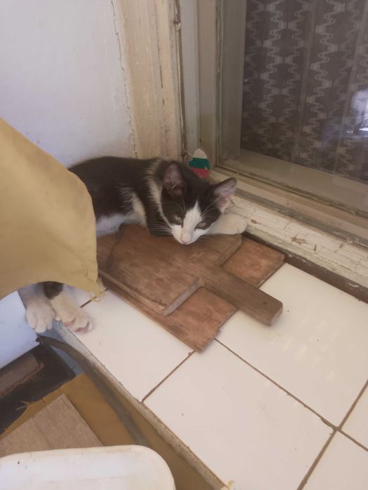 Подарявам малки котета