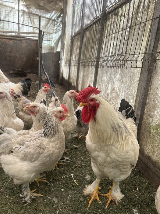 Vand gaini metis ,araucana,ameraucana ,wyandotte argintiu