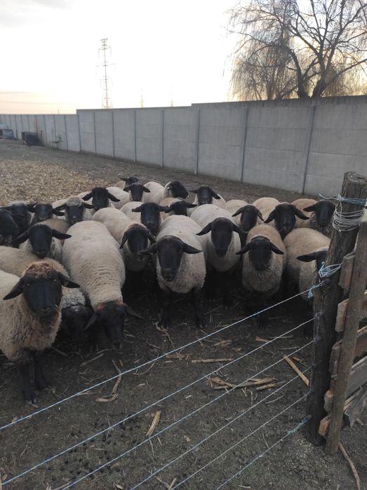 Vând Berbec suffolk