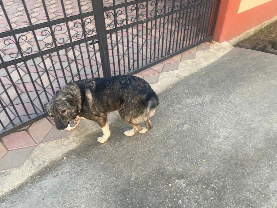 Donez catelusa metis sterilizata