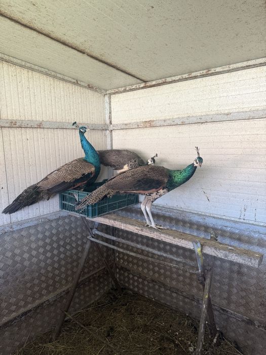 Vand sau schimb pauni pentru ornament