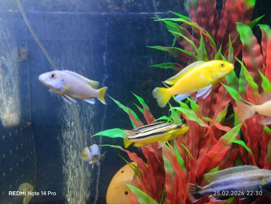 Akvarium va baliqlar sotiladi NURAFSHON