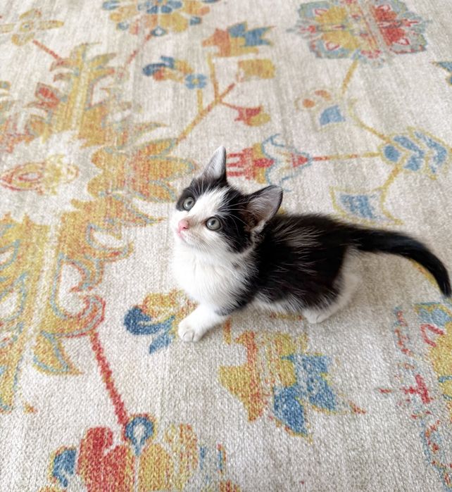Котенок 2 мес, ищет любящую семью